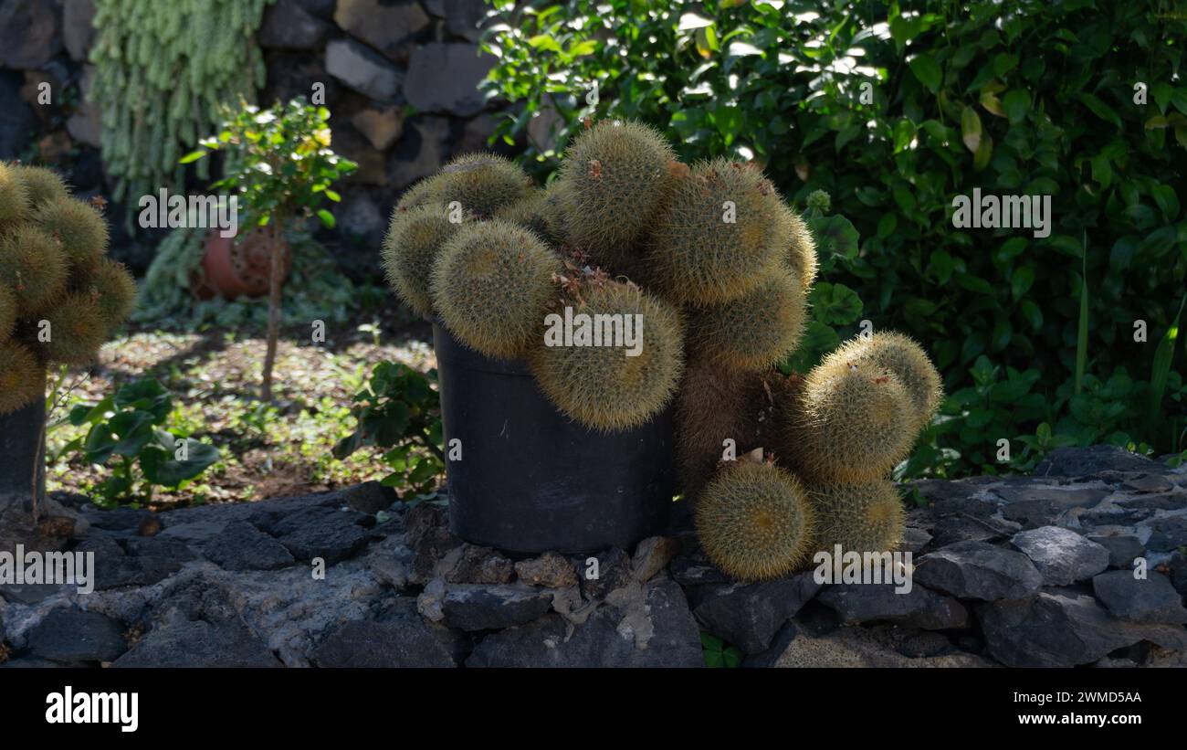Un tranquillo e lussureggiante giardino di cactus. Foto Stock