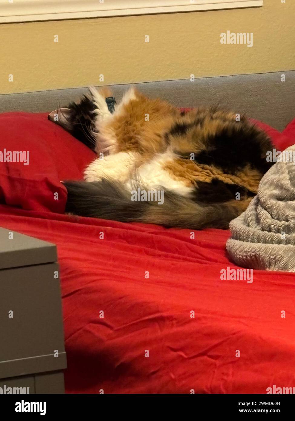 Gatto appoggiato sul letto rosso accanto al vano portaoggetti grigio in una stanza Foto Stock