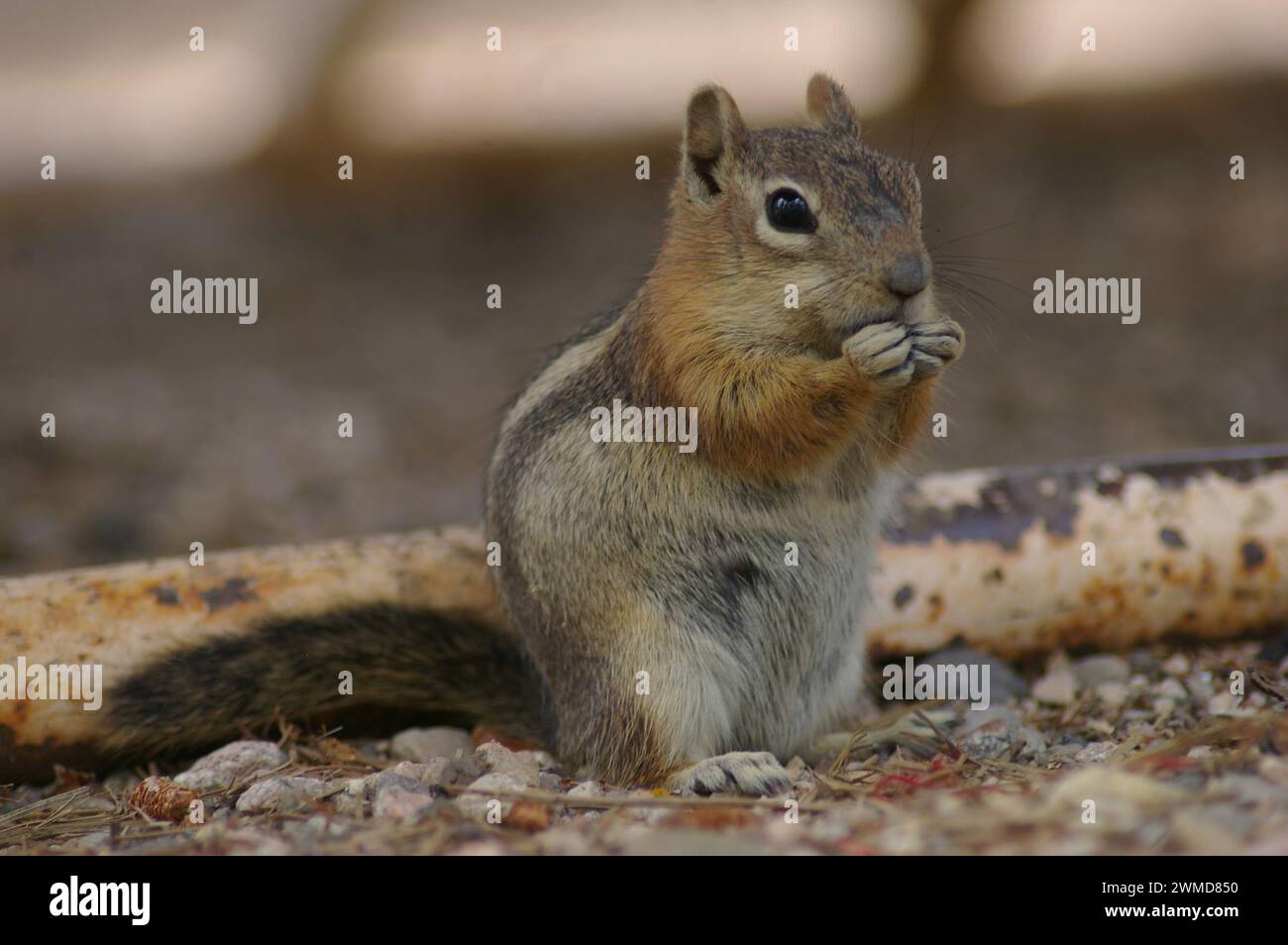 Uno scoiattolo che sbatte sulle noci da un tronco sul terreno Foto Stock