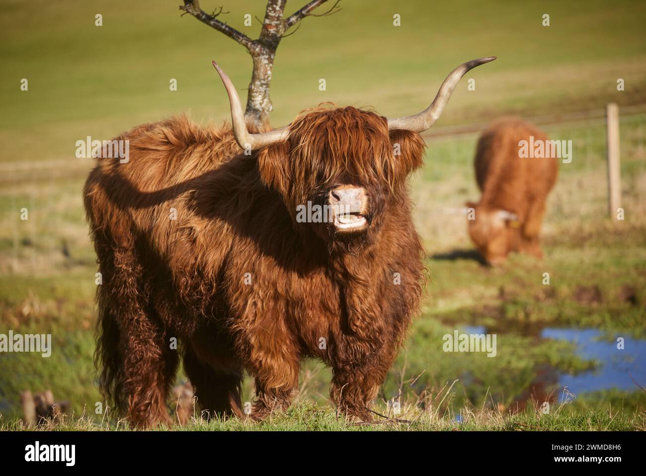 Vacca delle Highland a Swanston Farm Edimburgo, Scozia Foto Stock