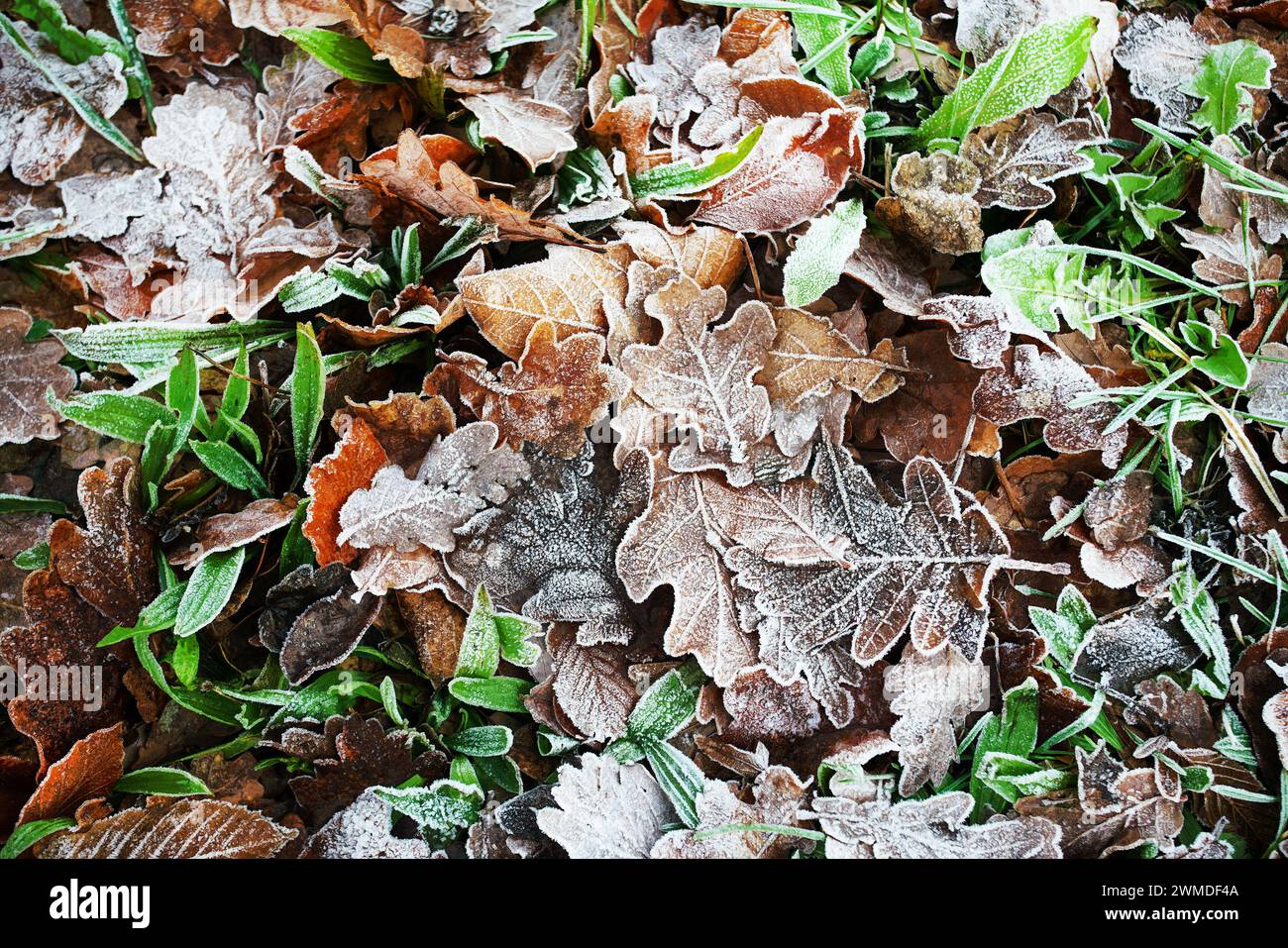 Fresco disegno di gelo sulle foglie di quercia in inverno a Washington D.C. (quando l'inverno arriva a gennaio) Foto Stock