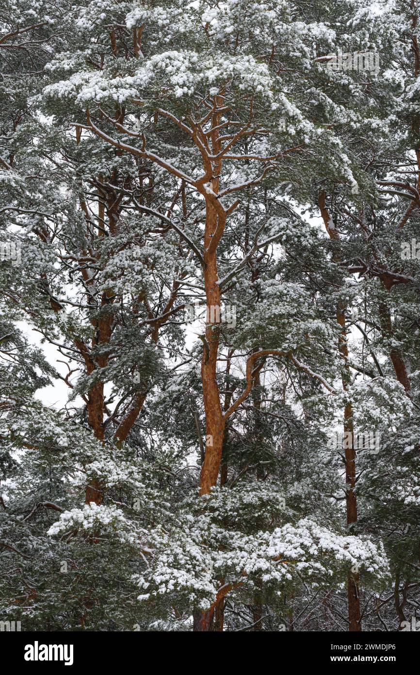 Pino ricoperto di neve nella foresta invernale Foto Stock