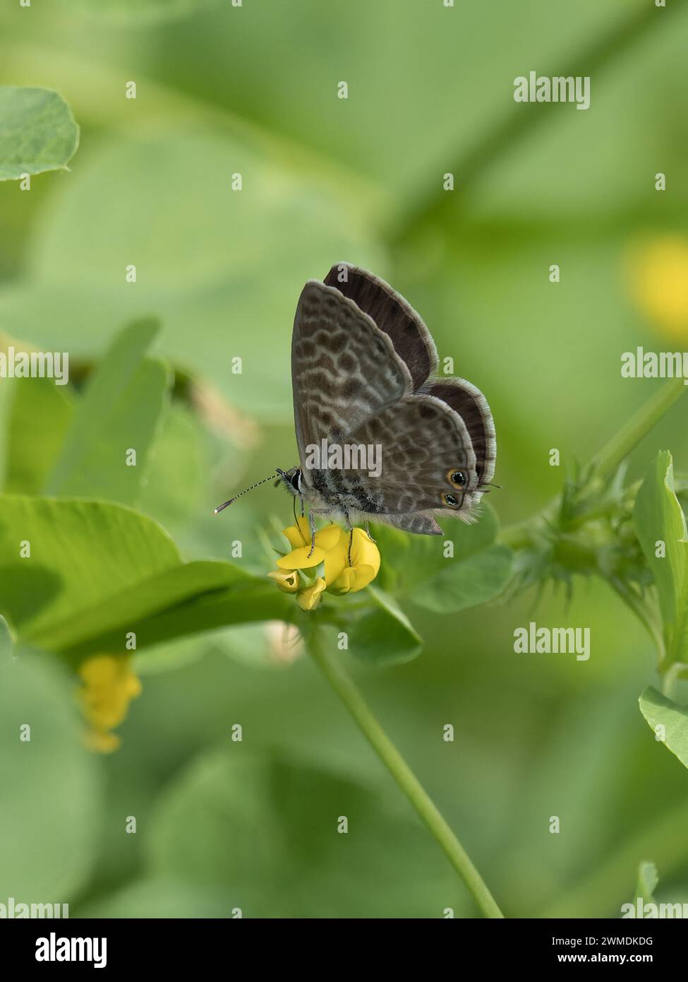 Una vista ventrale di Lampides boeticus, la farfalla blu pisello o blu a coda lunga. Foto Stock