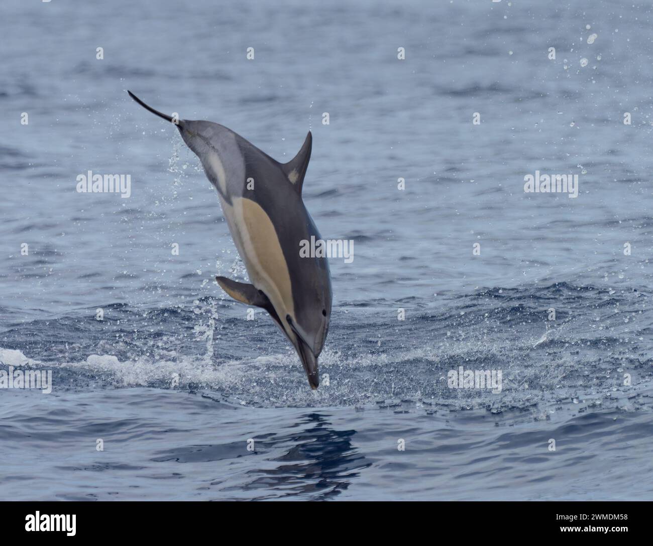 Un delfino che salta in comune, Delphinus delphis. Foto Stock