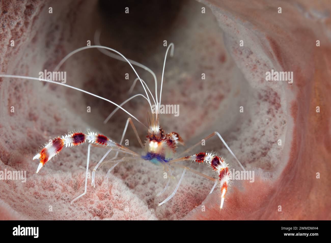 Vista macro ravvicinata dei gamberetti con striscioni sulla spugna Foto Stock