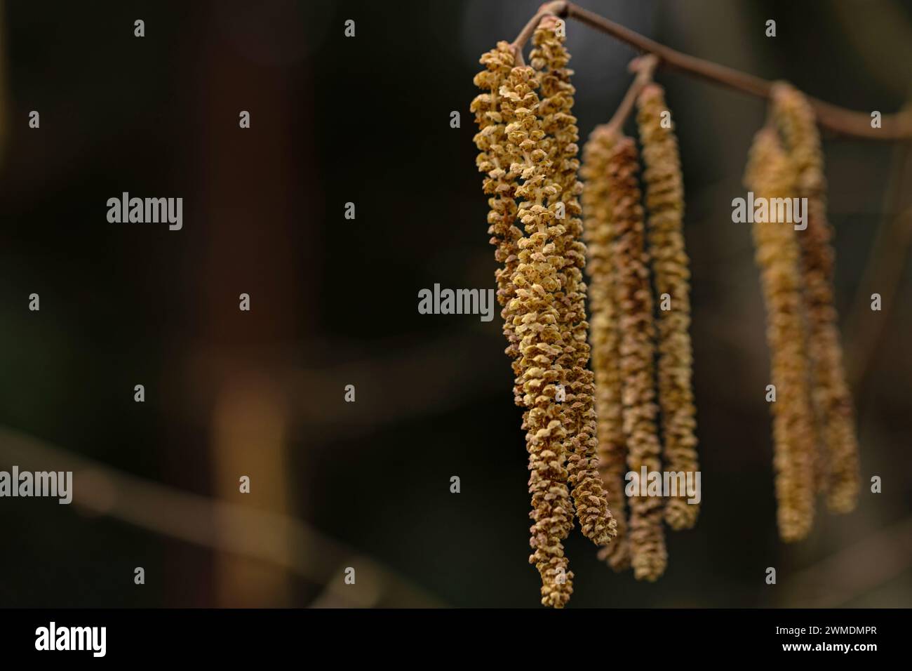 macro di fiori di nocciola in primavera Foto Stock