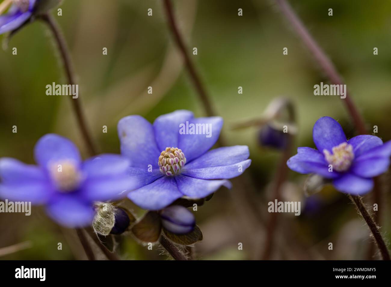 fiori di liverwort in una foresta Foto Stock