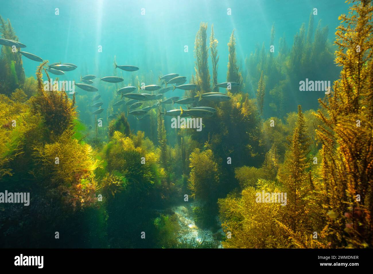 Alghe con una scuola di pesci e luce del sole, paesaggi marini sottomarini nell'oceano Atlantico, scenario naturale, Spagna, Galizia, Rias Baixas Foto Stock