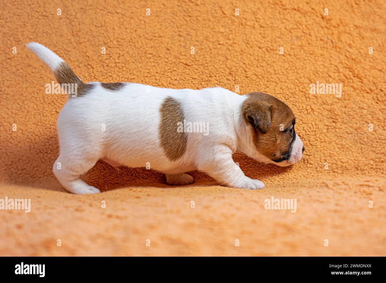 Il piccolo cucciolo Jack Russell terrier sta cercando di camminare. cura e cura dei cuccioli Foto Stock