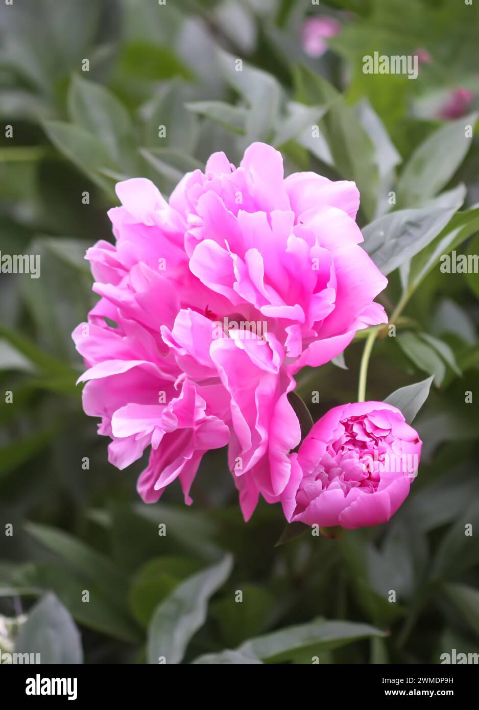 Splendidi fiori profumati nel giardino estivo. Peonie rosa in piena fioritura. Foto Stock