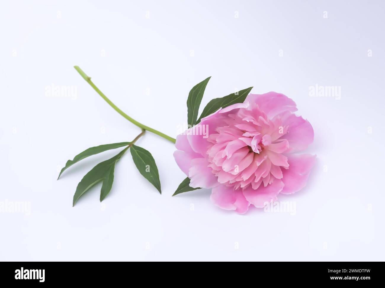 Bel fiore profumato. Peonia rosa su sfondo bianco. Foto Stock
