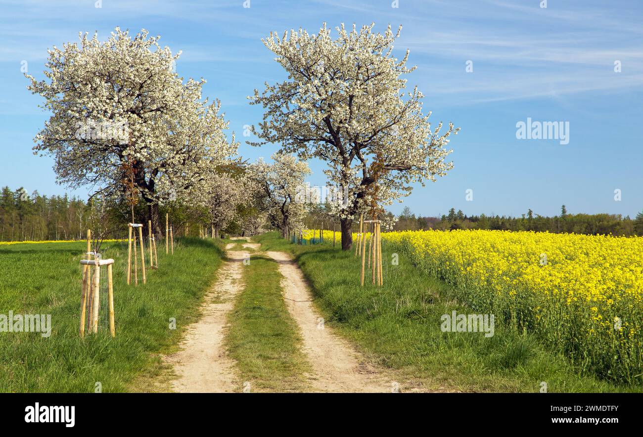 Vicolo di ciliegi fioriti, strada sterrata e campo di colza o colza, vista primaverile Foto Stock