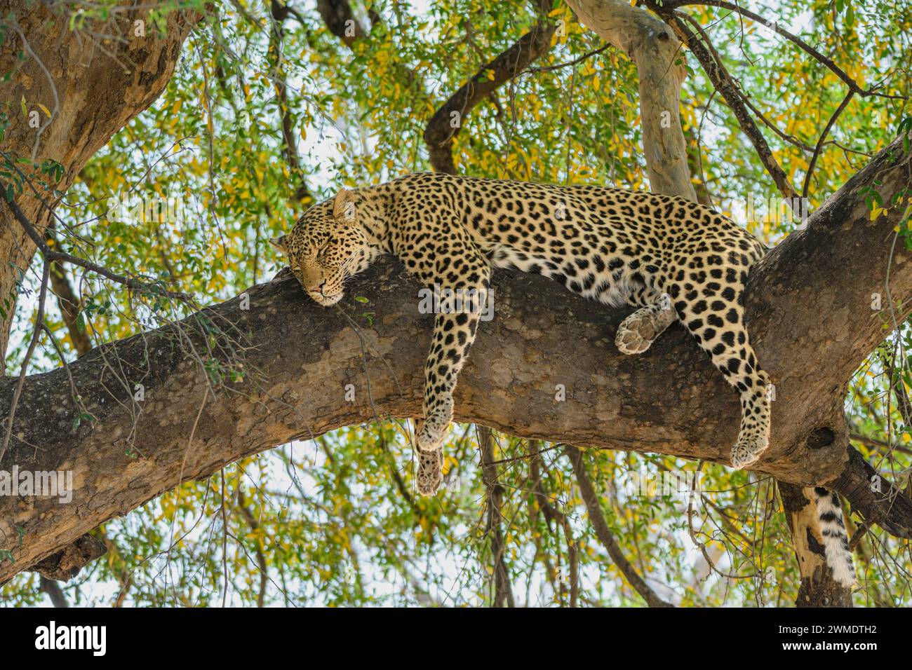 Leopardo africano femminile, Panthera pardus pardus, noto come Mathoja, Mashatu Game Reserve, Botswana Foto Stock