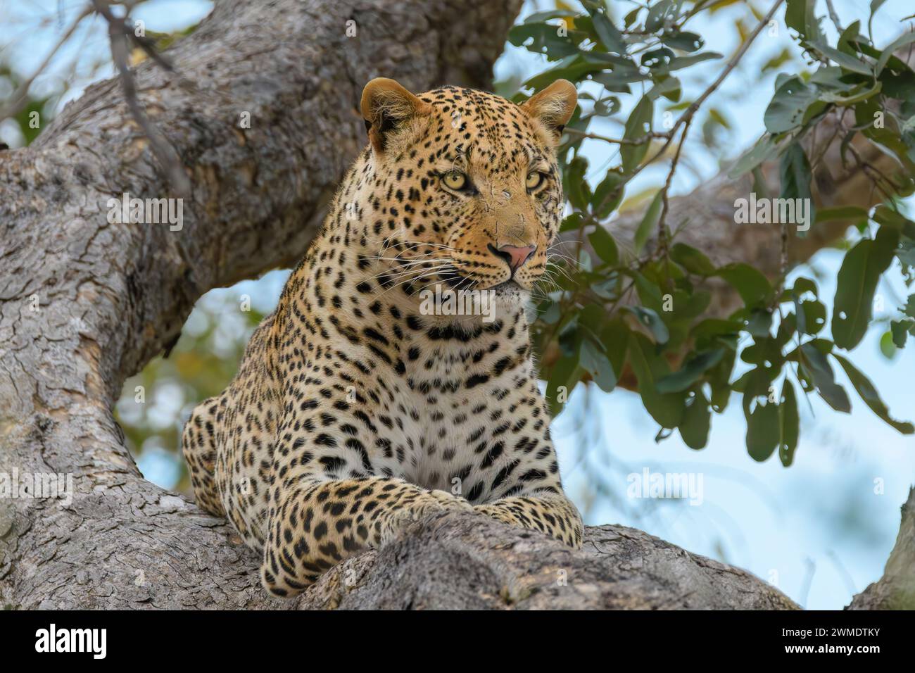 Leopardo africano maschile, Panthera pardus, Mashatu Game Reserve, Botswana Foto Stock