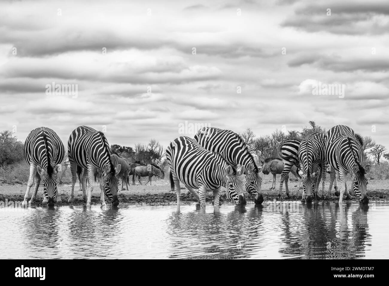 Le zebre di Burchell, Equus quagga burchellii, in un pozzo d'acqua, la riserva di caccia Mashatu, Botswana Foto Stock