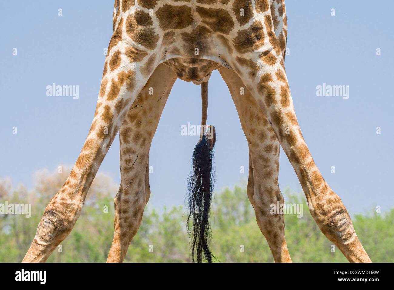 Giraffa del Capo, o giraffa sudafricana, Giraffa camelopardalis giraffa con un oxpicker a becco rosso sulla coda, Buphagus erythrorhynchus, riserva di caccia Mashatu Foto Stock