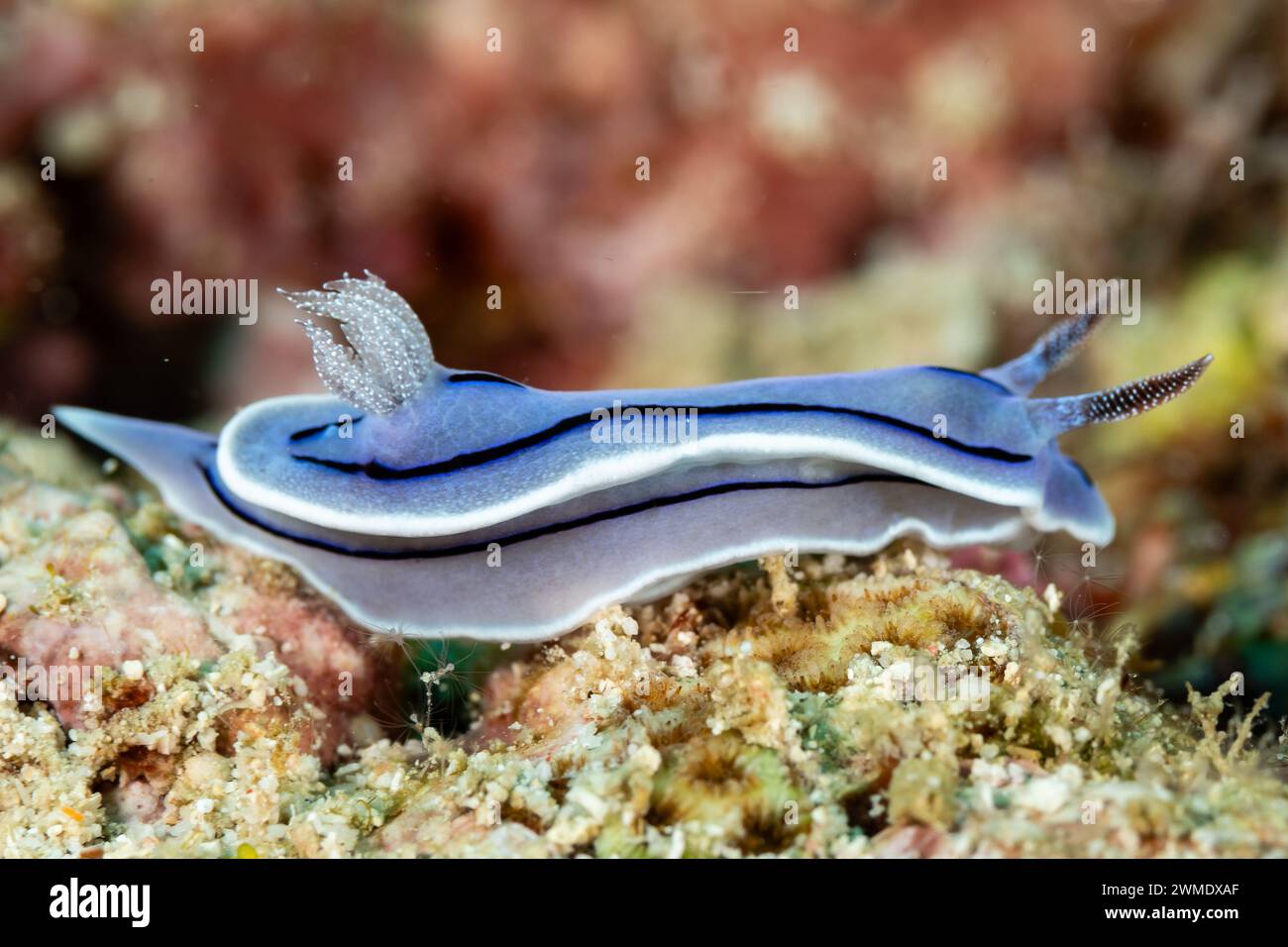 Vista macro del colorato nudibranco viola, della Nudibranchia, delle lumache marine che strisciano lungo la barriera corallina tropicale Foto Stock