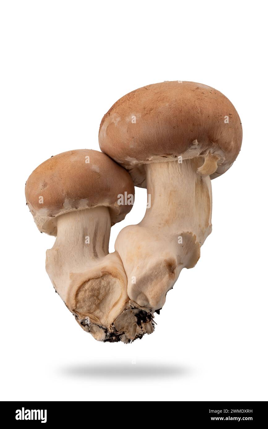 Funghi champignon freschi, due champignon reali di colore marrone, uno grande e uno piccolo isolato su bianco con percorso di ritaglio incluso Foto Stock