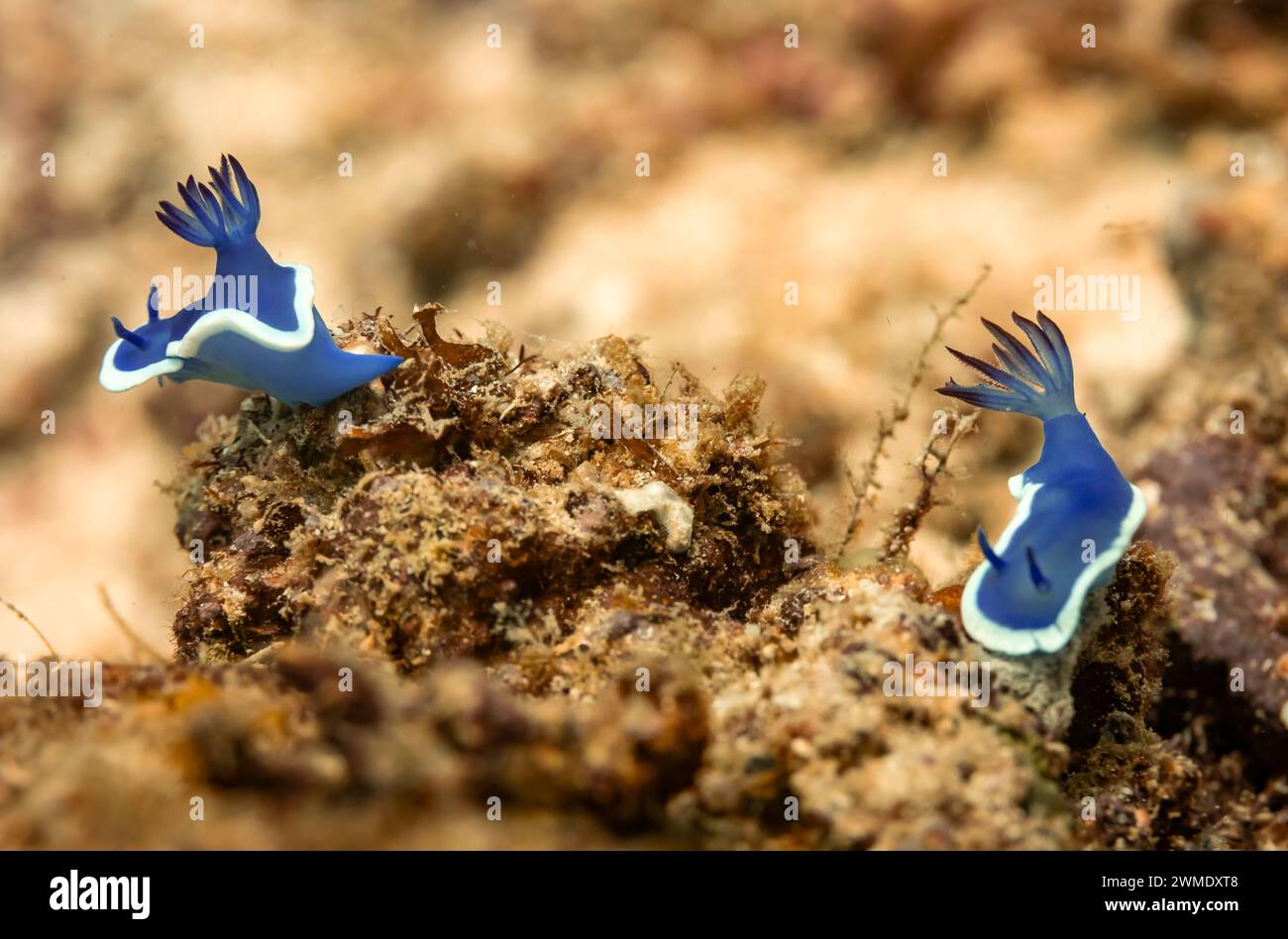 Vista macro del colorato nudibranco, della Nudibranchia, delle lumache marine che strisciano lungo la barriera corallina tropicale Foto Stock