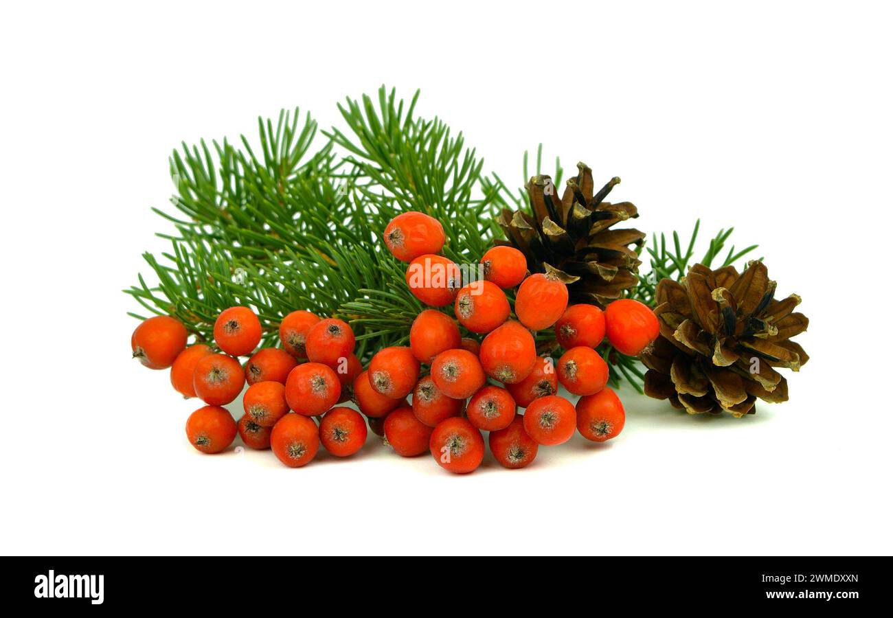 Un piccolo decor di composizione da festa. Rami di un albero di Natale, coni e bacche rosse naturali (biancospino). Primo piano. è isolato su backgrou bianco Foto Stock