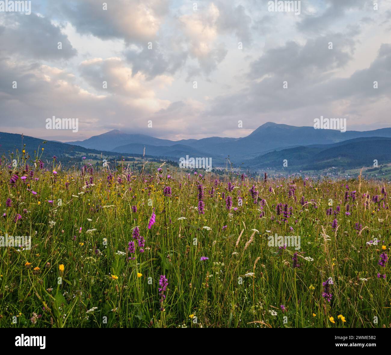 Pittoresco crepuscolo estivo Carpazi montagna campagna prati. Abbondanza di vegetazione e bellissimi fiori selvatici. Hoverla e Petros cime in fa Foto Stock