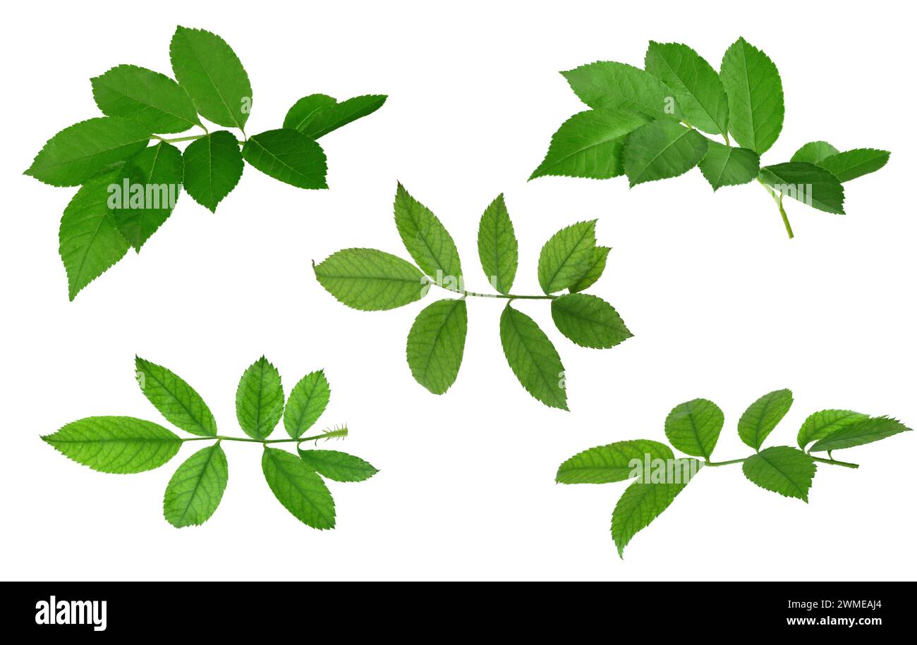 Set di ramoscelli con foglie verdi. Isolato senza ombra. Decorazioni naturali primaverili. Per i vostri progetti. Pubblicità, volantini, poster, copertine. Wesgna, estate Foto Stock