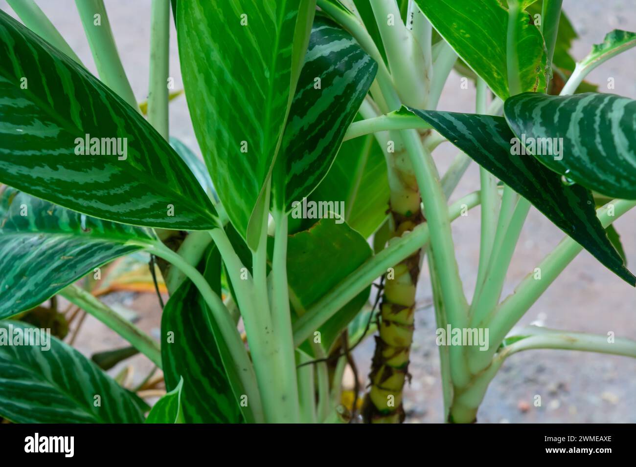 Pianura di piccole piante intorno alla casa Foto Stock