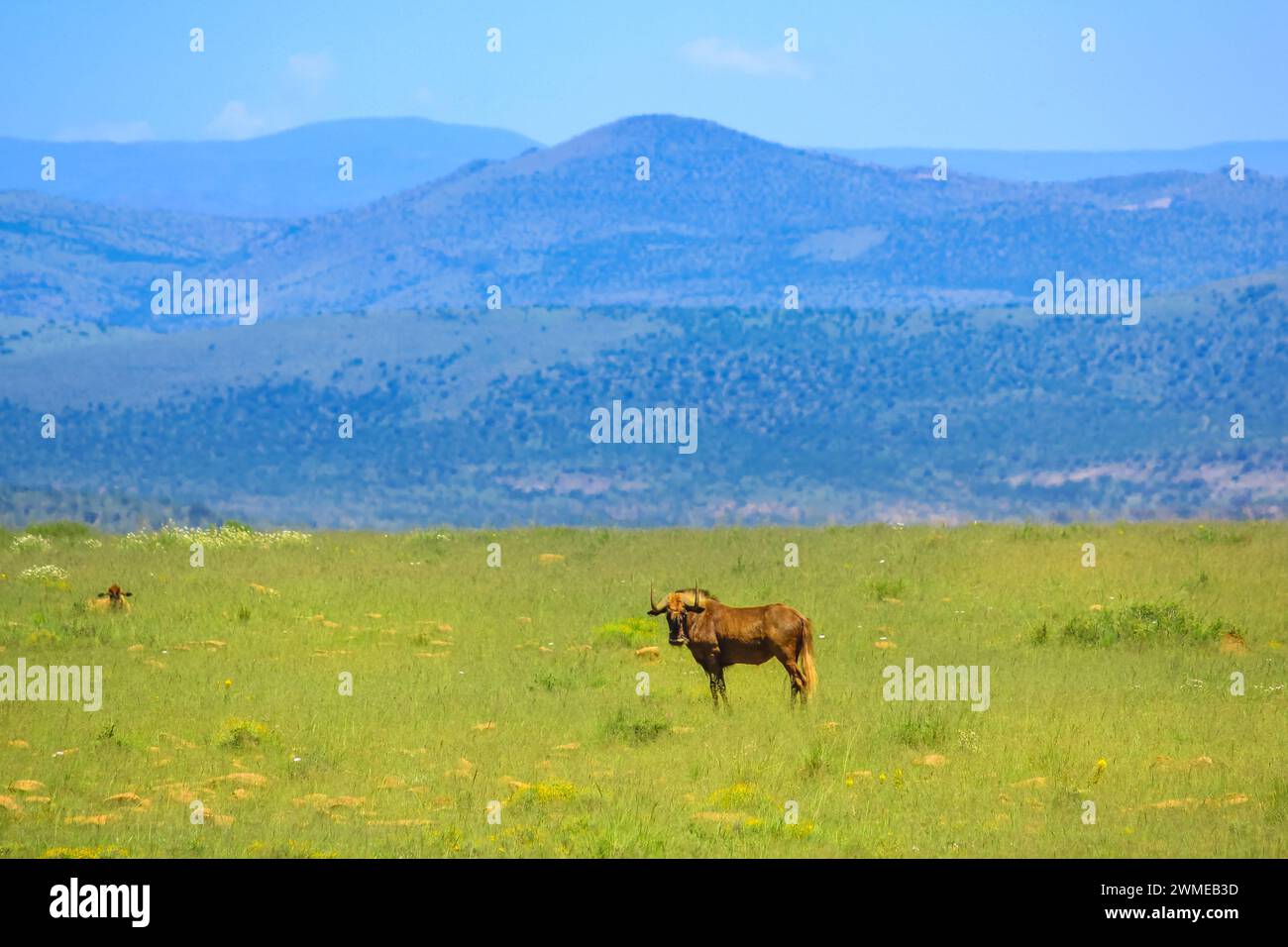 GNU nero sulle praterie del Zebra Mountain National Park, Capo Orientale, Sud Africa. copia spazio con sfondo erba. gnu dalla coda bianca Foto Stock