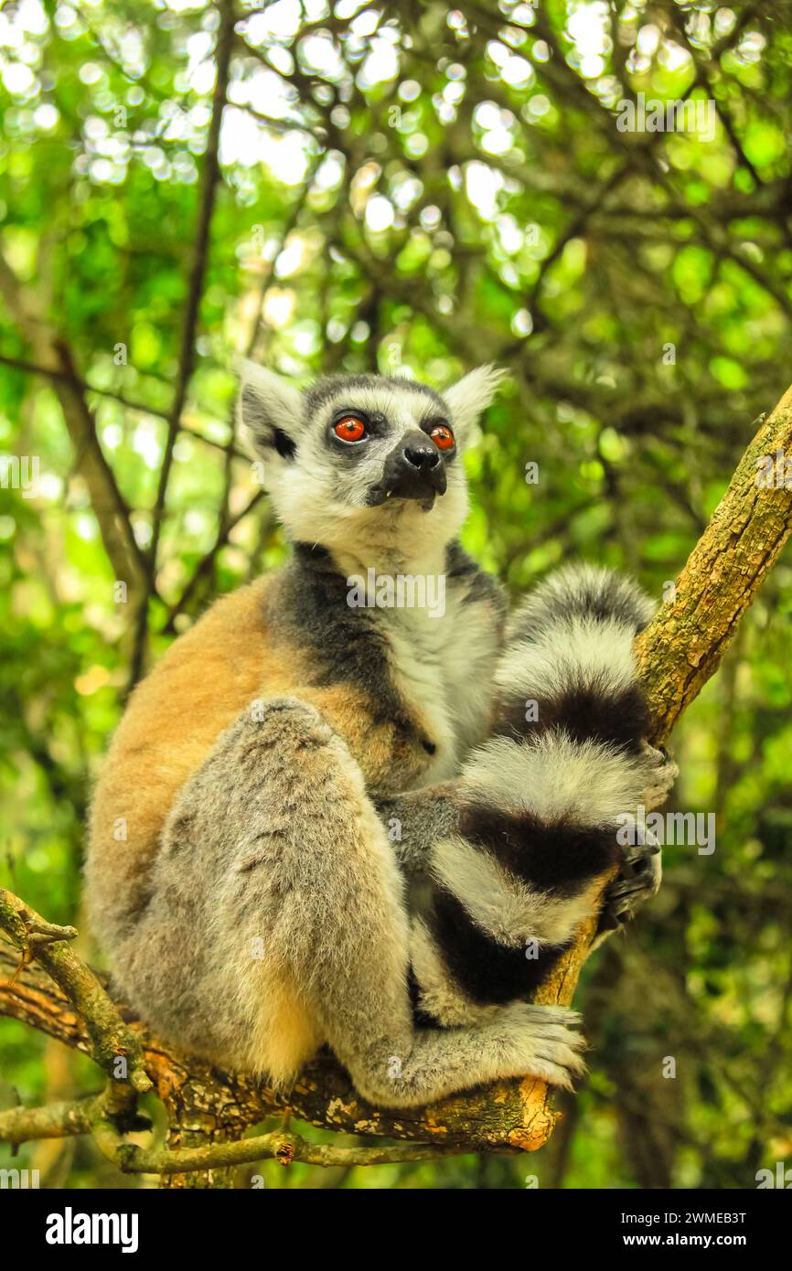 Lemuro di coda di rondine del Madagascar seduto su un albero nella foresta. scatto verticale. Foto Stock