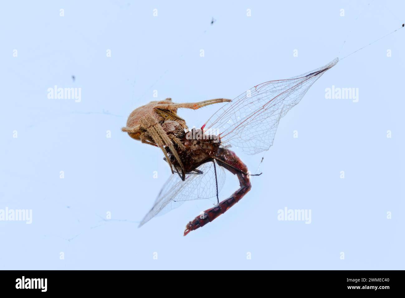 Silken Ambush: Spider Snares Dragonfly nel suo Web Foto Stock