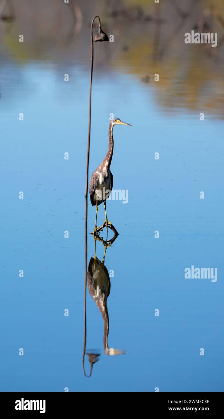 Caccia all'airone tricolore (Egretta tricolor) nel lago bianco con ali aperte e riflessi in acqua, Cullinan Park, Sugar Land, Texas, USA Foto Stock