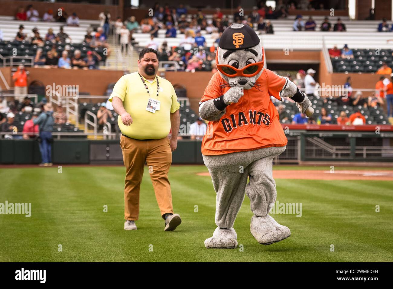 La mascotte dei San Francisco Giants "Lou Seal" corre sul campo prima di una partita di baseball di allenamento primaverile della MLB contro i Chicago Cubs sabato, febbraio Foto Stock
