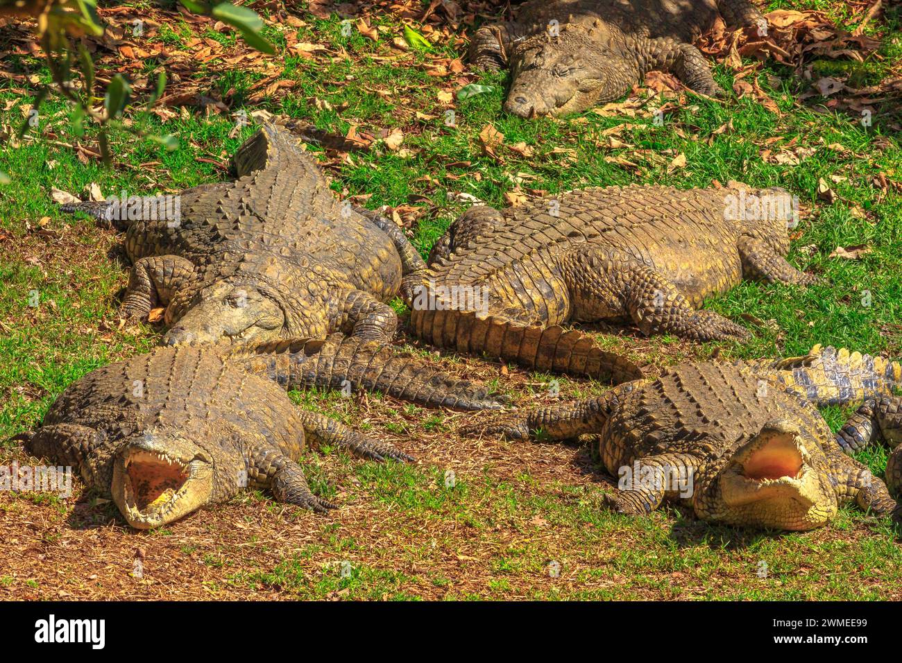 Quattro coccodrilli africani specie Crocodylus niloticus, dormire a bocca aperta al iSimangaliso Wetland Park nell'estuario di Santa Lucia, Sudafrica, uno di Foto Stock