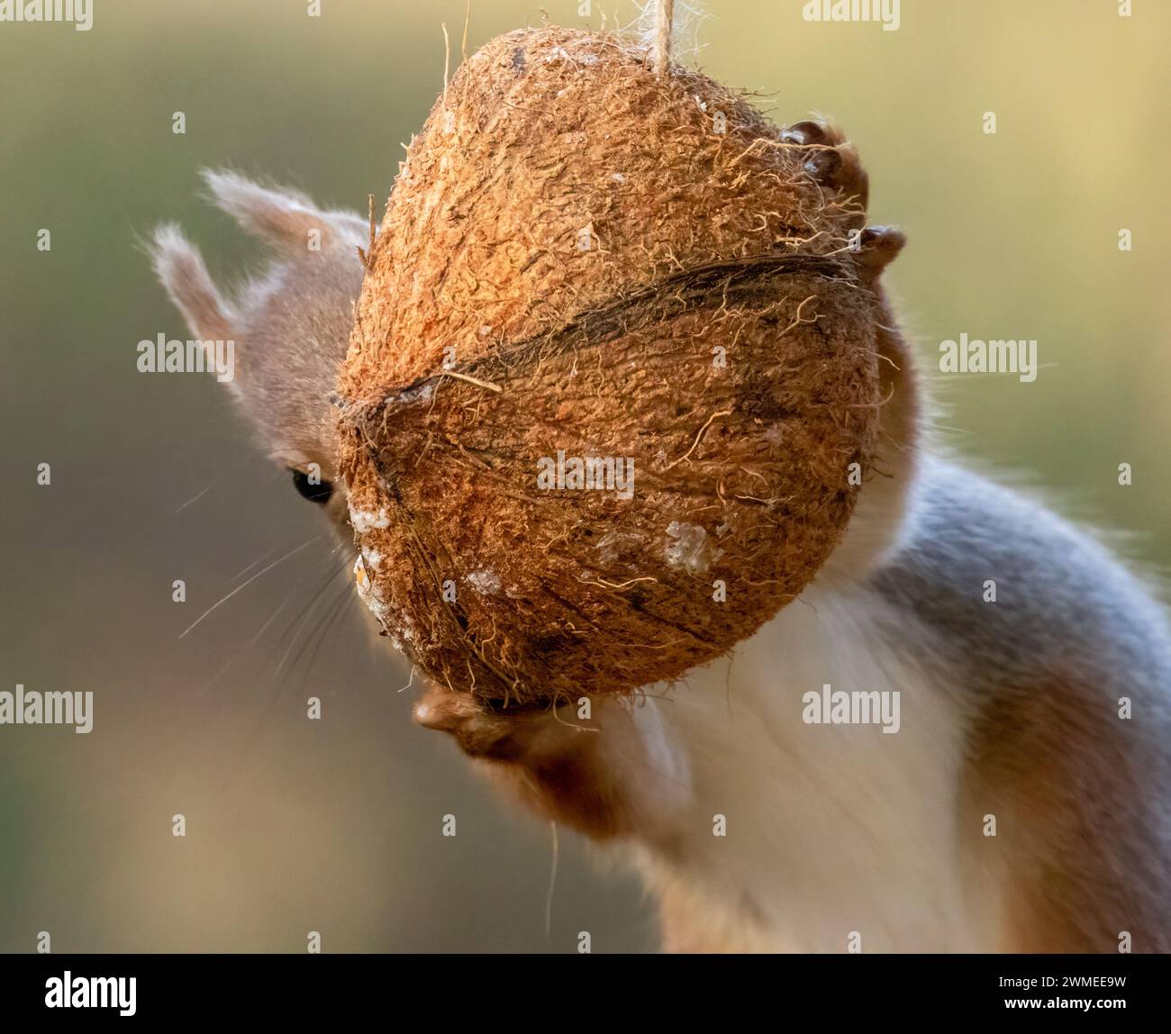 Piccolo scoiattolo rosso affamato che regge su un guscio di cocco pieno di suet per dar da mangiare agli uccelli Foto Stock