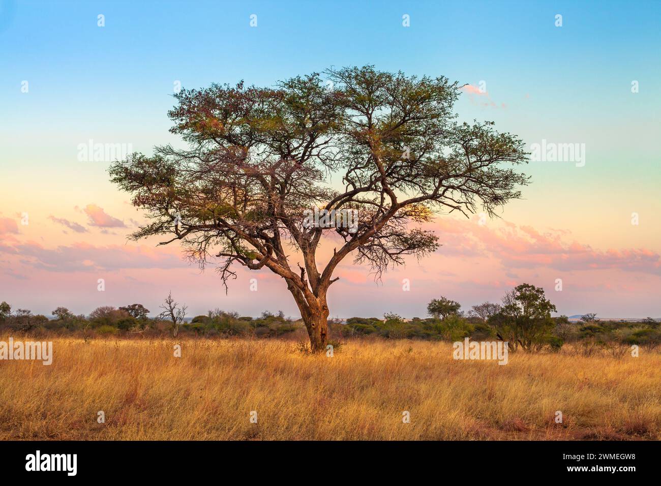 Albero africano della savana africana nell'area faunistica del Serengeti in Tanzania, Africa orientale. Safari in Africa nel paesaggio di savannah al tramonto con Foto Stock