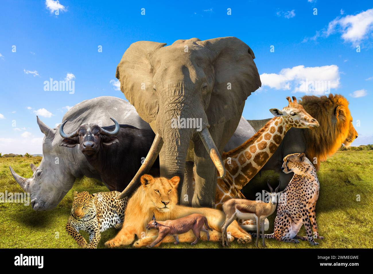 Big Five e Wild african Animals collage nel paesaggio di savannah. Area faunistica del Serengeti in Tanzania, Africa. Il panorama dei safari africani. Sfondo Foto Stock