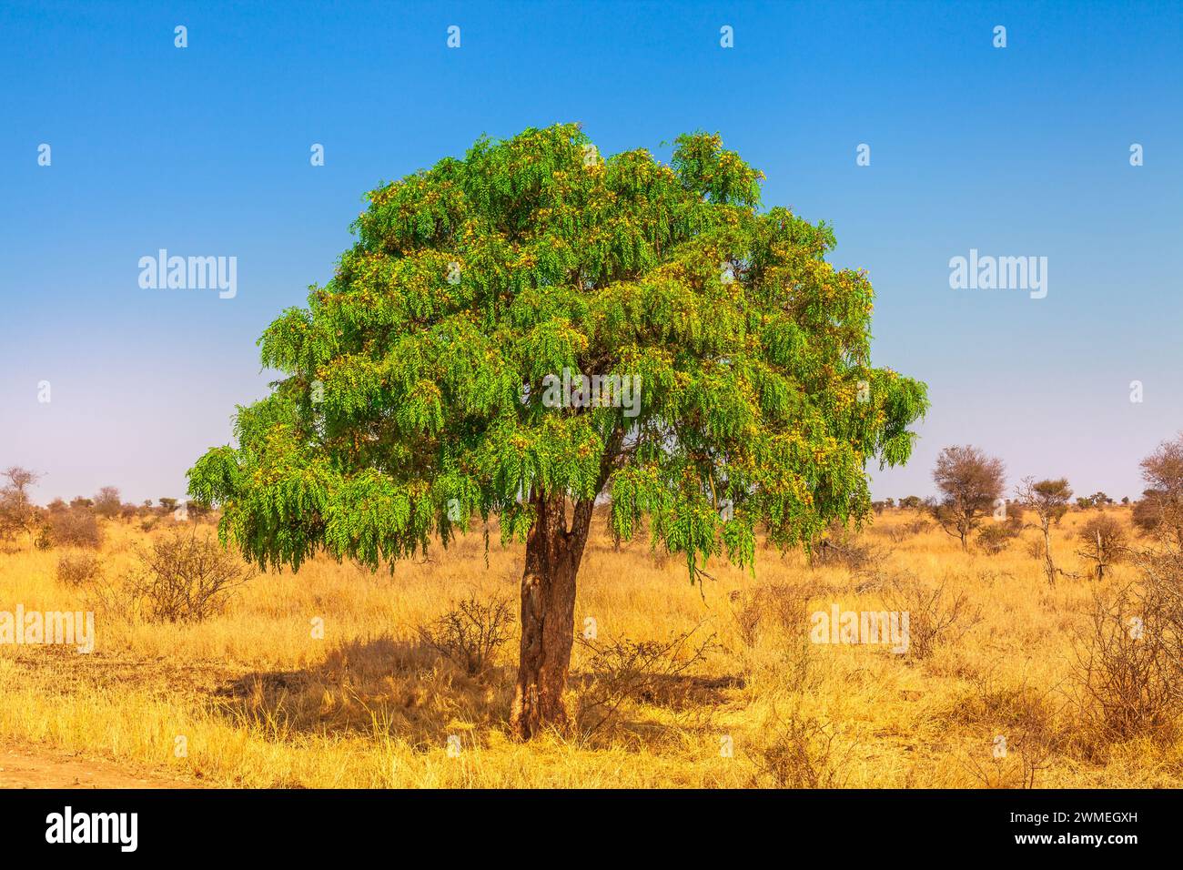 Albero di acacia africano nel Parco Nazionale del Serengeti in Tanzania nella stagione secca. Safari in Africa nel paesaggio della savana. scena africana con e copia spazio. Blu Foto Stock