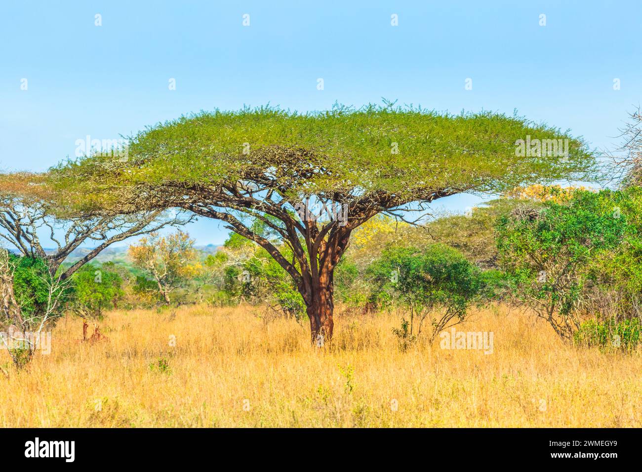 Primo piano dell'albero di acacia nel Parco Nazionale del Serengeti in Tanzania, Africa orientale, stagione secca. Safari in Africa nel paesaggio di savannah. Albero africano dentro Foto Stock