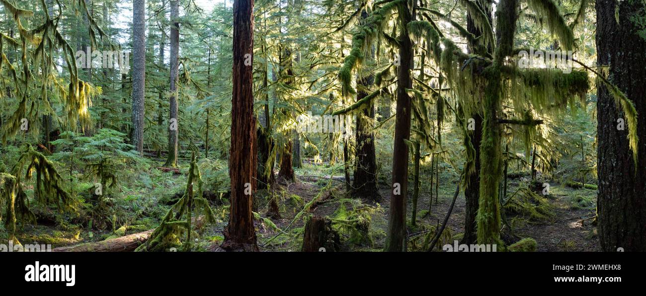 La luce del sole filtra attraverso una splendida foresta coperta di muschio vicino a Mount St Helens, Washington. Il Nord-ovest Pacifico è costellato di vaste foreste. Foto Stock