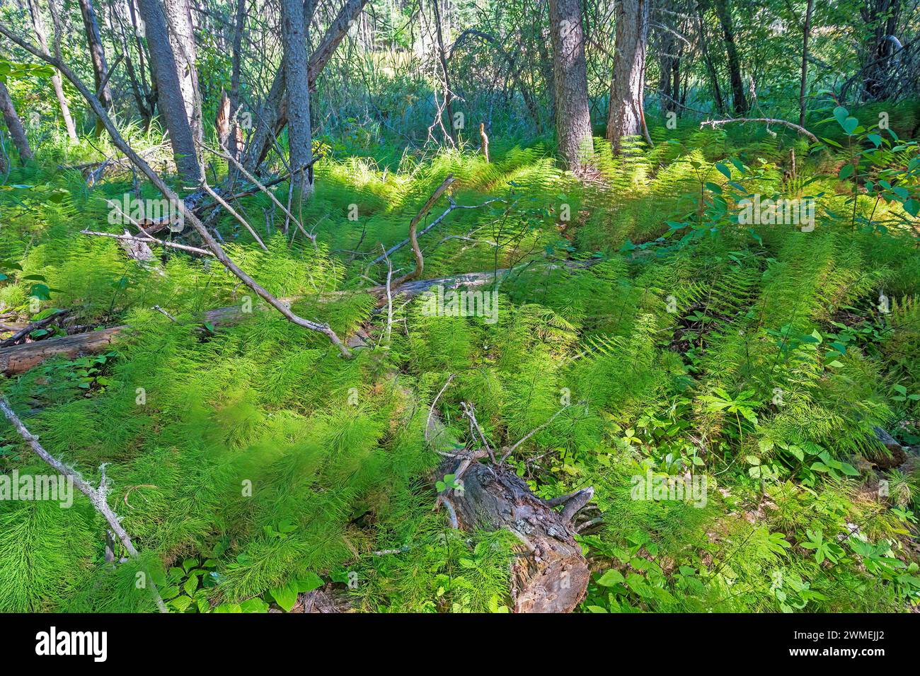 Horsetails che copre un pavimento della foresta nel Prince Albert National Park nel Saskatchewan Foto Stock