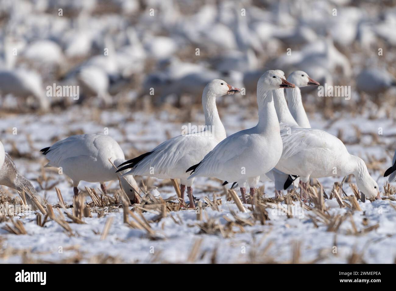 Le oche da neve durante la migrazione primaverile si fermano nel campo di mais della Pennsylvania. Foto Stock