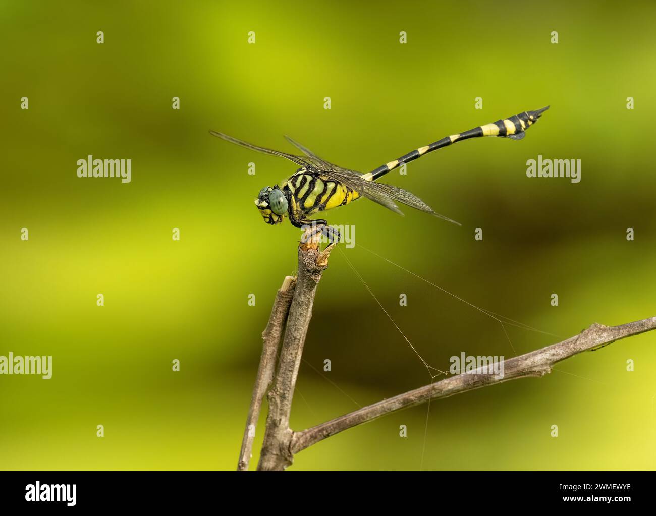 La libellula dell'imperatore australiano, conosciuta anche come la libellula gialla dell'imperatore, nome scientifico Anax papuensis, primo piano della mosca del drago arroccata. Foto Stock