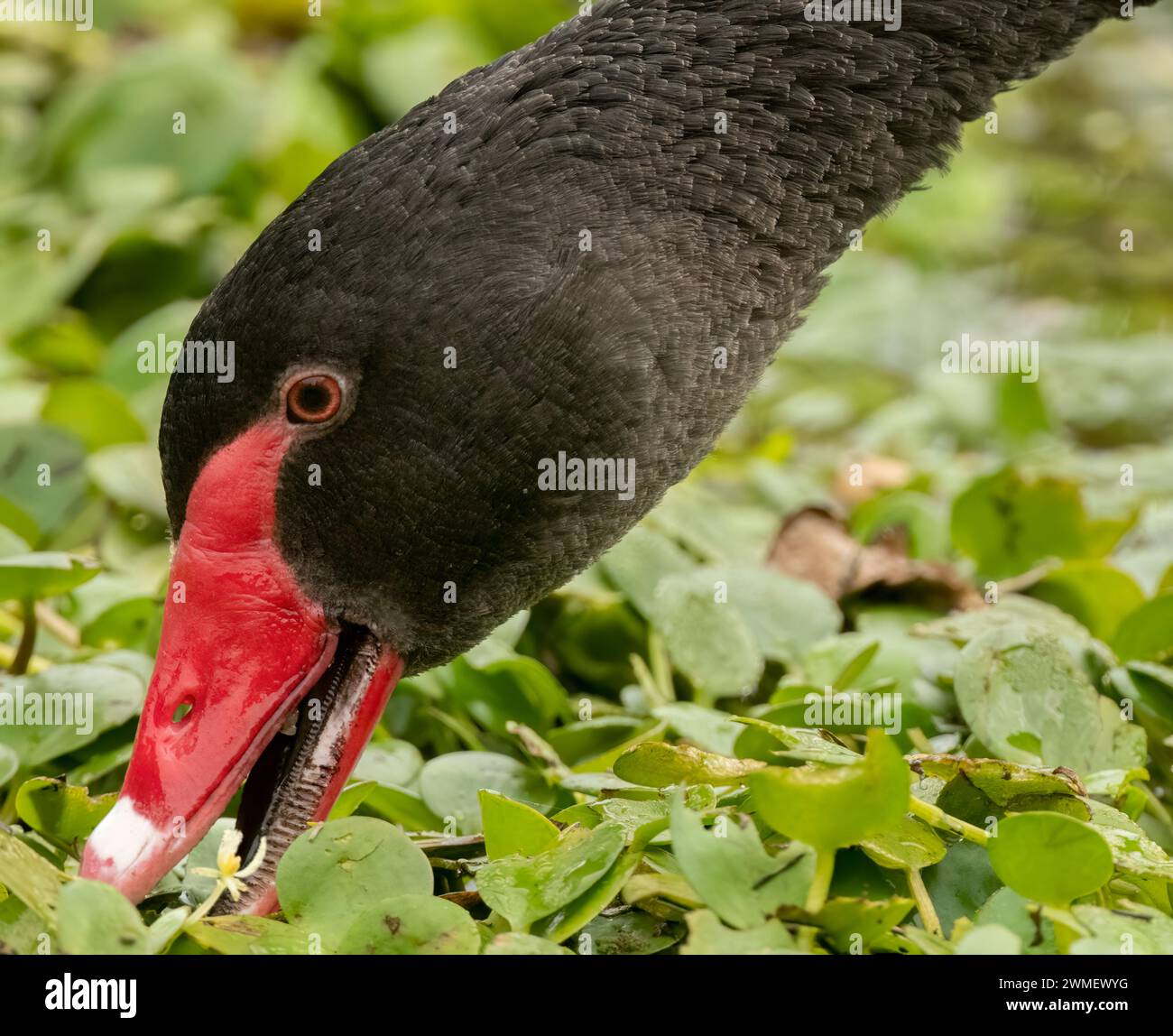 Immagine ritratto di un cigno nero (Cygnus atratus). I cigni neri sono un iconico uccello australiano, l'emblema dell'Australia Occidentale, Foto Stock
