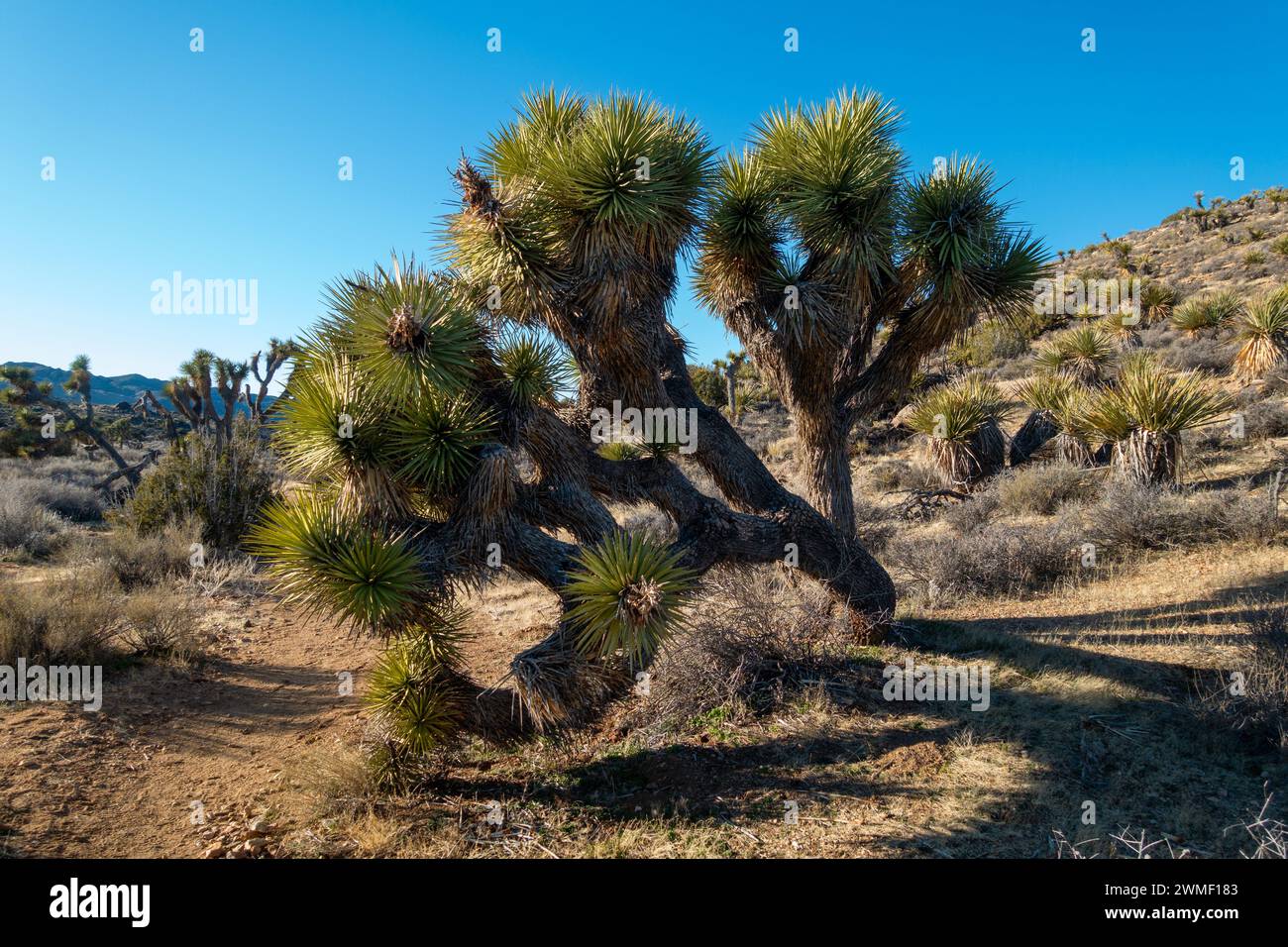 Yucca Brevifolia Cactus Palm Tree Mojave Desert Lost Horse Mine Hiking Trail. Parco nazionale di Joshua Tree paesaggio del giorno solare California sud-ovest degli Stati Uniti Foto Stock
