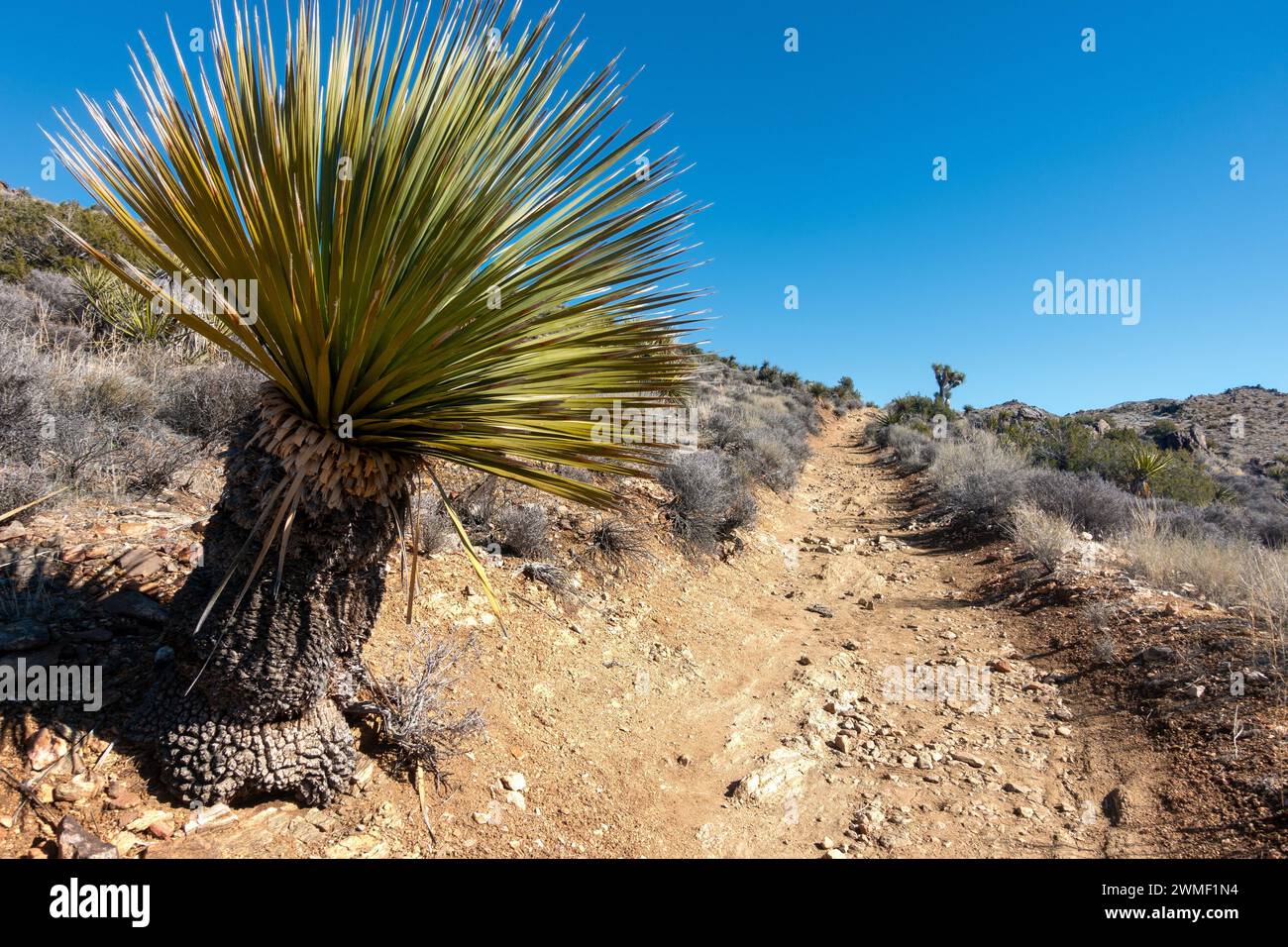 Yucca Brevifolia Cactus Palm Tree Mojave Desert Lost Horse Mine Hiking Trail. Parco nazionale di Joshua Tree paesaggio del giorno solare California sud-ovest degli Stati Uniti Foto Stock