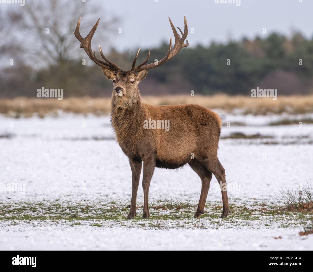 Red Deer Foto Stock