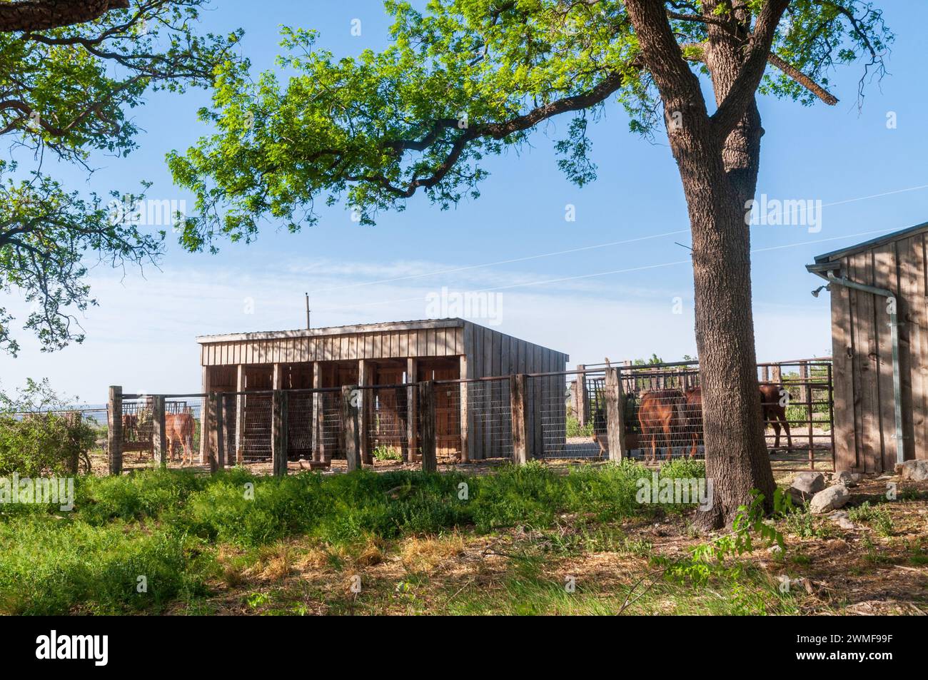 Frijole Ranch Museum presso il Guadalupe Mountains National Park nel Texas occidentale, Stati Uniti Foto Stock