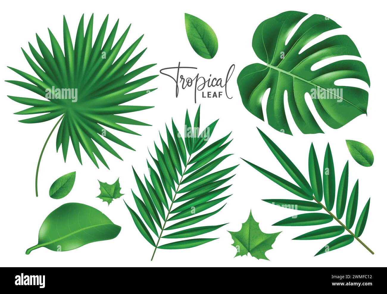 Set vettoriale di foglie tropicali estive. Foglie tropicali elementi estivi e primaverili come la monstera e le foglie di palma in una collezione verde di colori freschi. Illustrazione Vettoriale