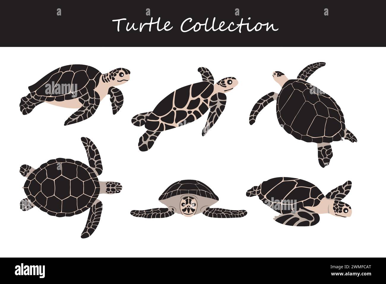 Collezione di tartarughe marine. Illustrazione vettoriale Illustrazione Vettoriale