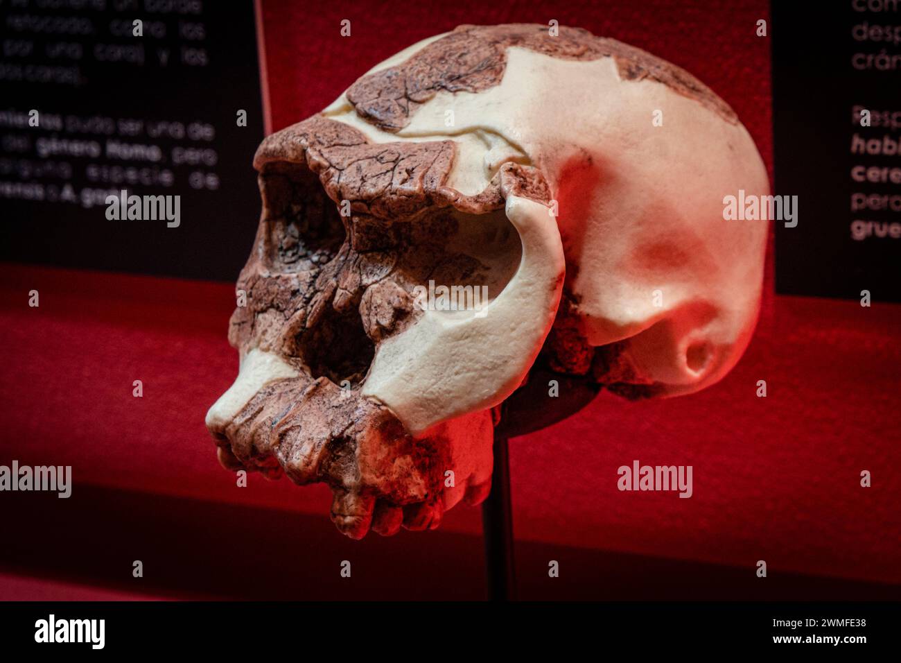 Homo habilis replica cranio, Museo Comarcal de Molina de Aragón, Guadalajara, Spagna Foto Stock